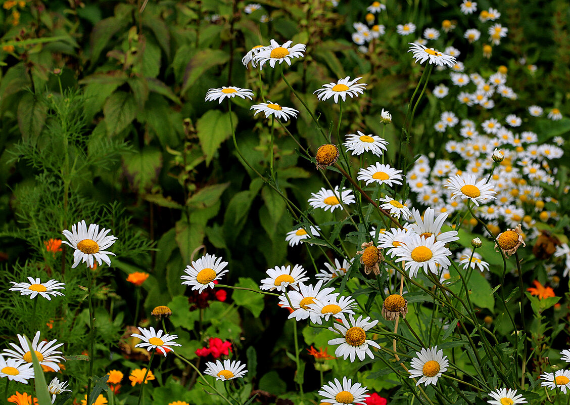 Ромашки-ромашечки - Светлана 