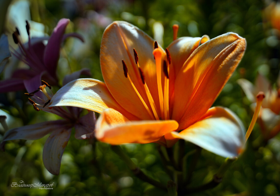 "Отцветают"© - Владимир Макаров "Отцветают"© - Владимир Макаров