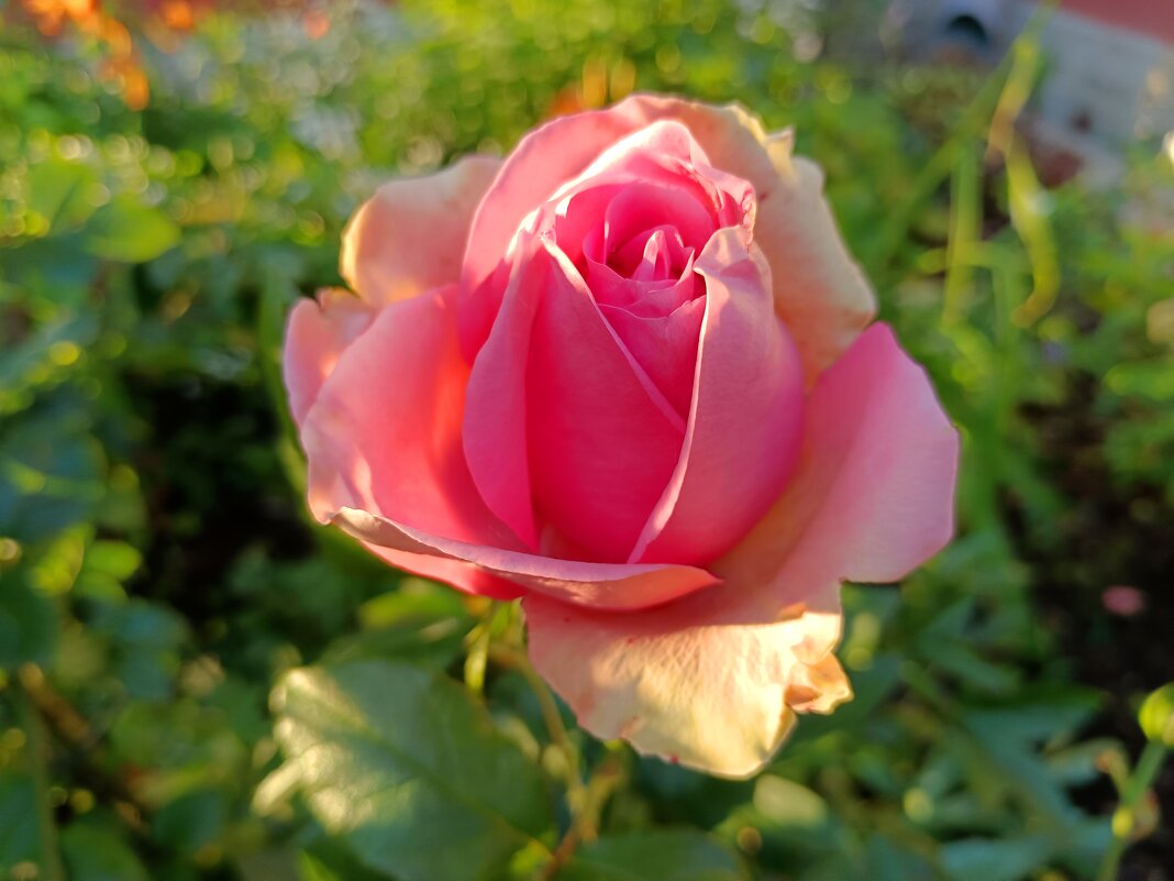 Роза в свете вечернего солнца - Мария Васильева