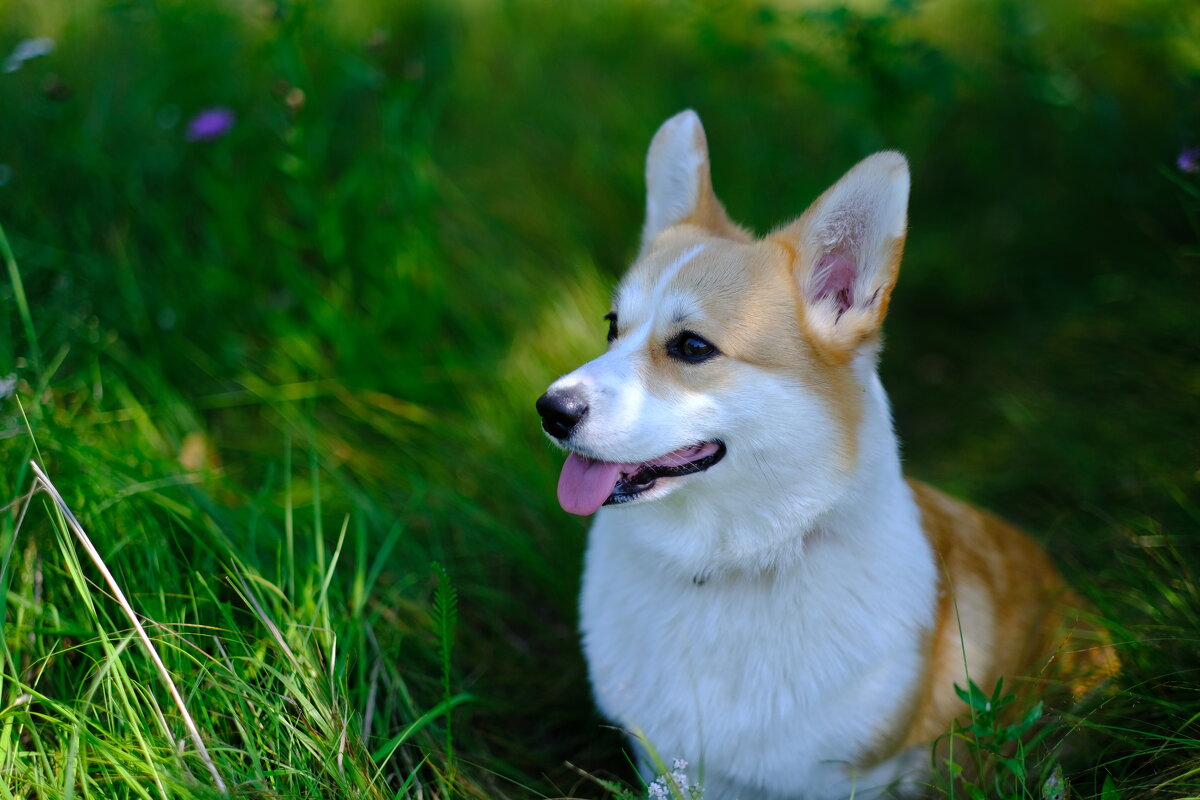 Коржик - Андрей Зайцев