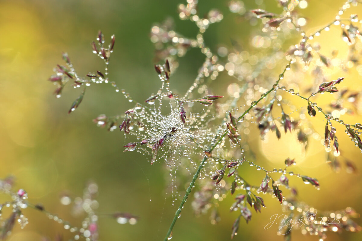 *** - Елена Kазак (selena1965)