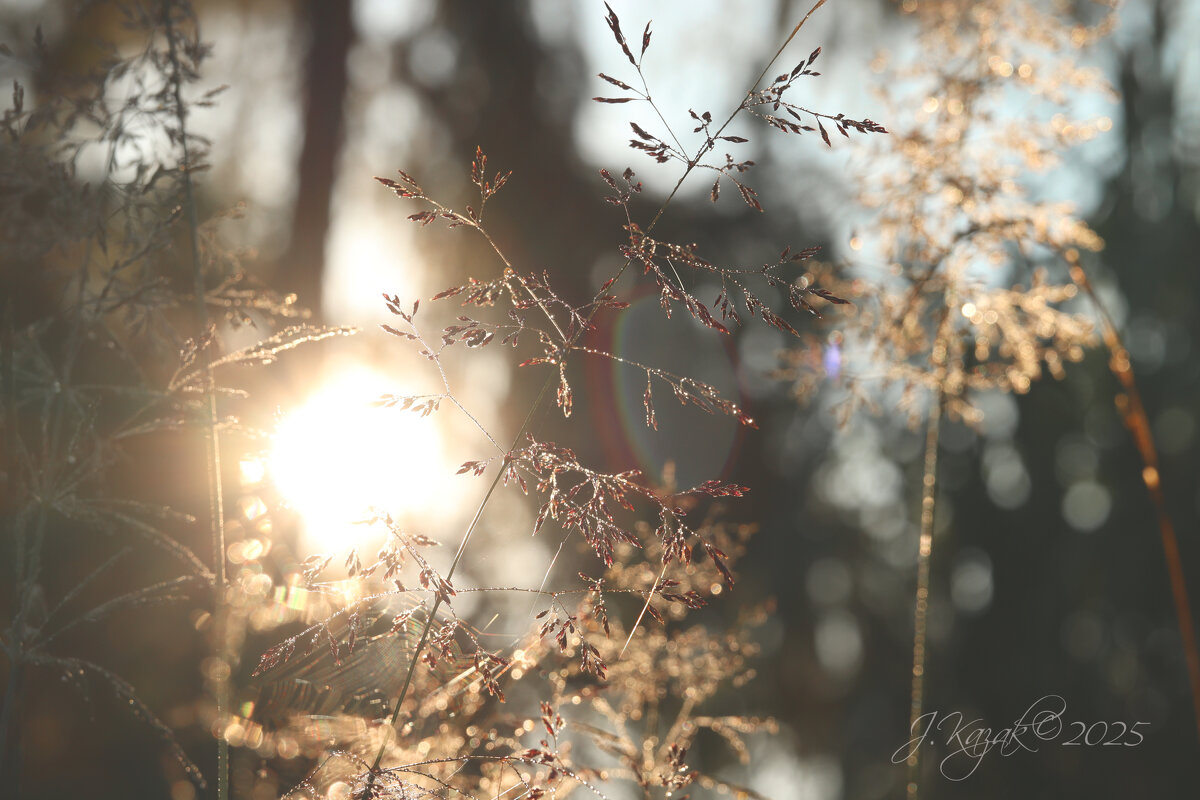 *** - Елена Kазак (selena1965)