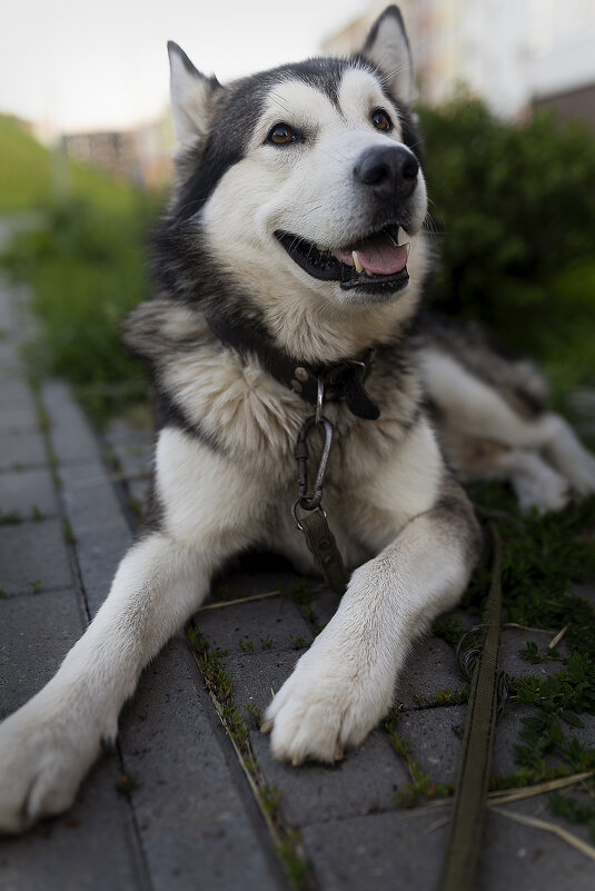 Ярик. - leff Postnov Ярик. - leff Postnov