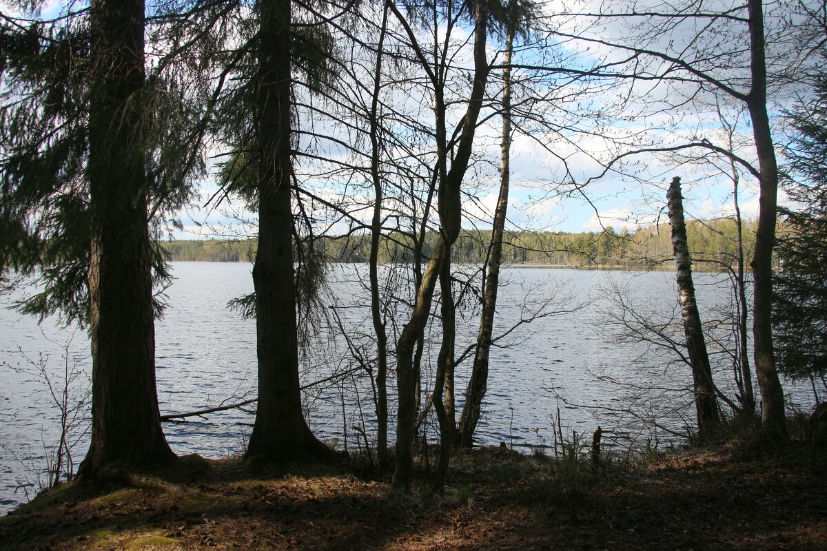 Комарово. Озеро Щучье - Наталья Герасимова Комарово. Озеро Щучье - Наталья Герасимова
