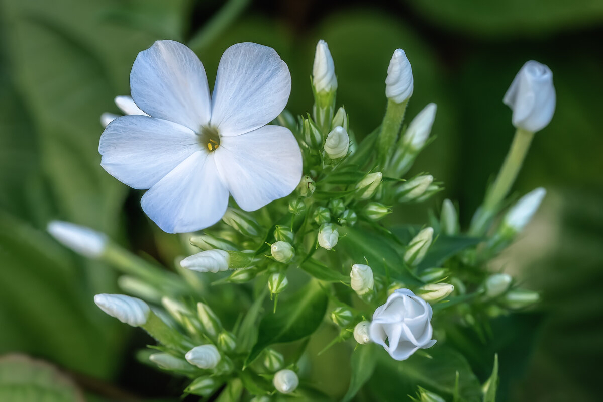 Про лето. Макро - Владимир Колесников