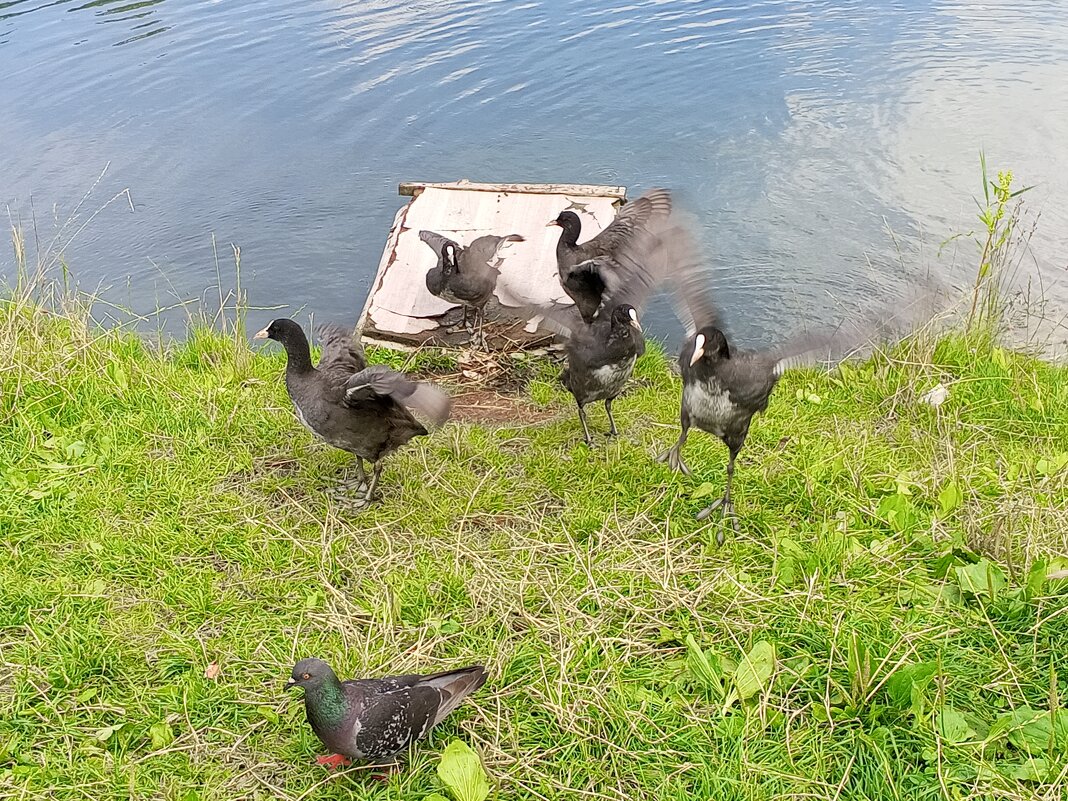 Лысухи - Сапсан 