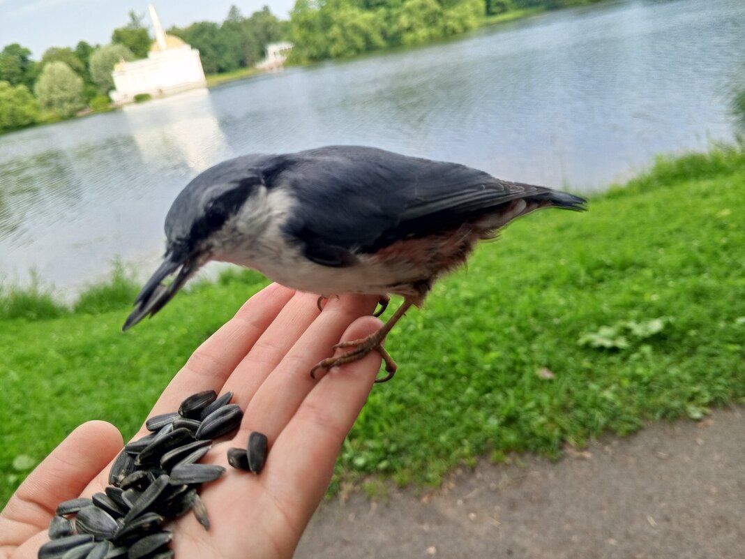 Поползень - Сапсан 