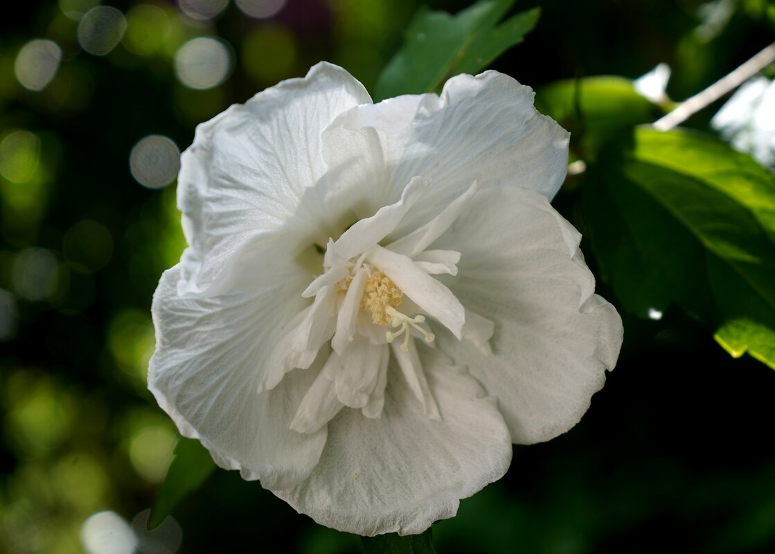 Гибискус - Татьяна Тюменка