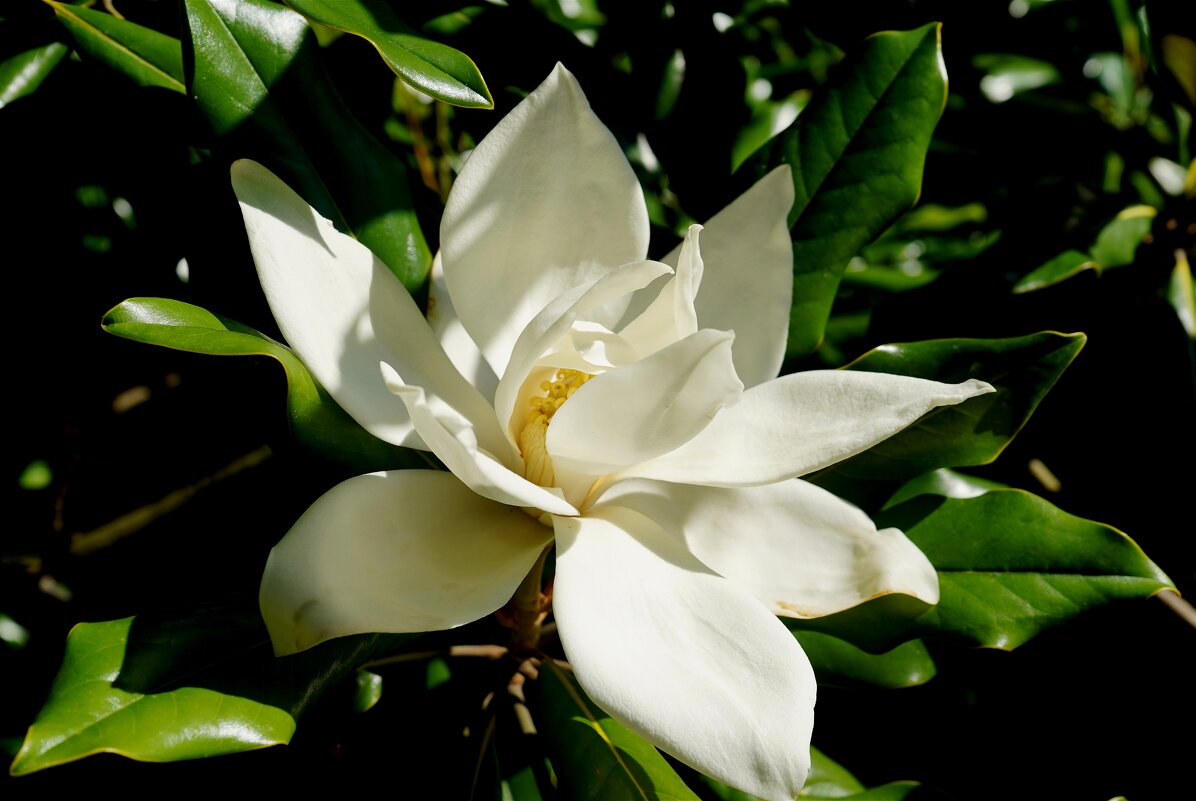 Магнолия - Татьяна Тюменка