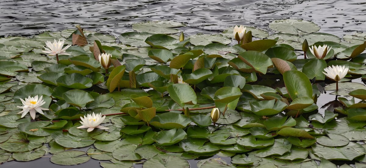 Водяные лилии - <<< Наташа >>>