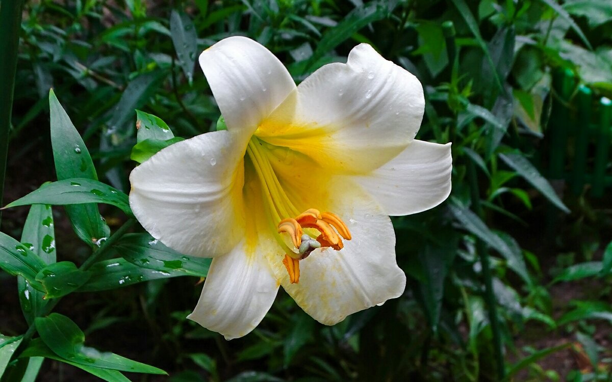 Цветы на городских клумбах. - Милешкин Владимир Алексеевич Цветы на городских клумбах. - Милешкин Владимир Алексеевич