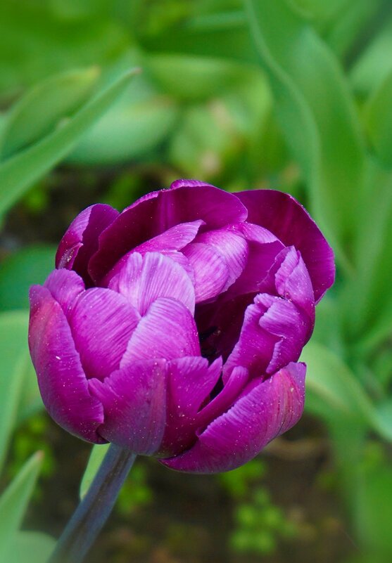 В ботаническом саду - Ольга 