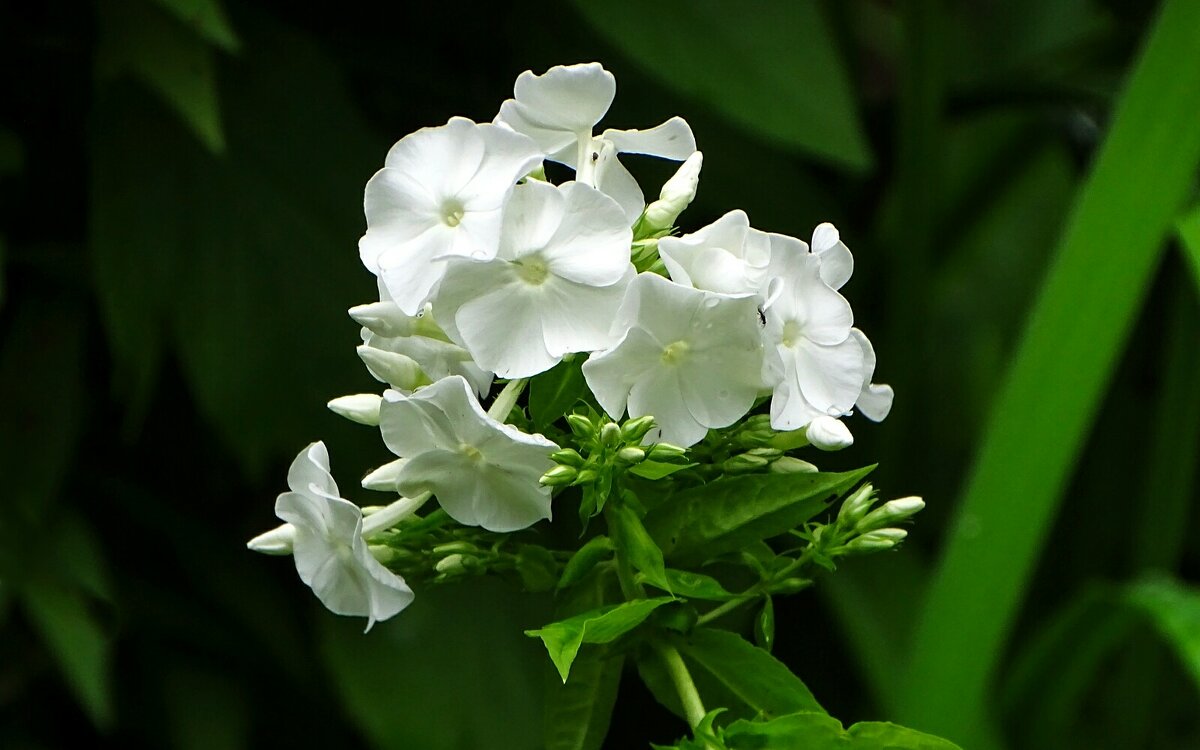 Флоксы - Милешкин Владимир Алексеевич 