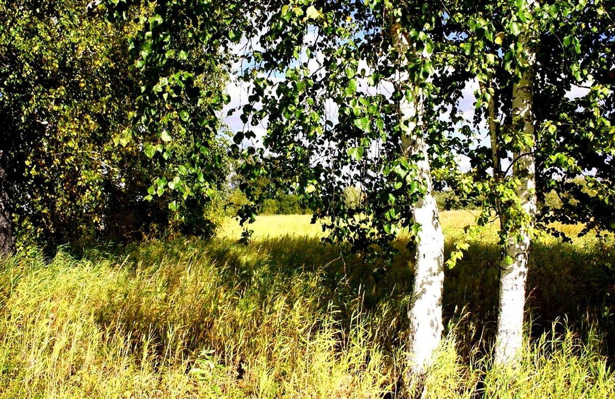 Август...Пойменные березки! - Владимир 