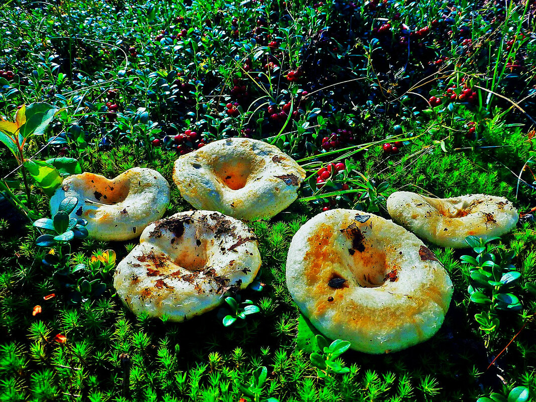 Июль...Белые груздочки! - Владимир 