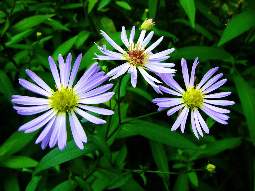 Нежное цветение - Людмила Смородинская