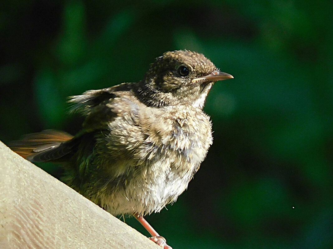 Птенец горихвостки - Лина 