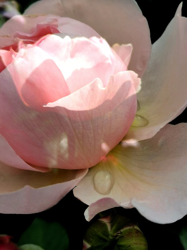 Роза с каплями дождя - Любимова Ольга 