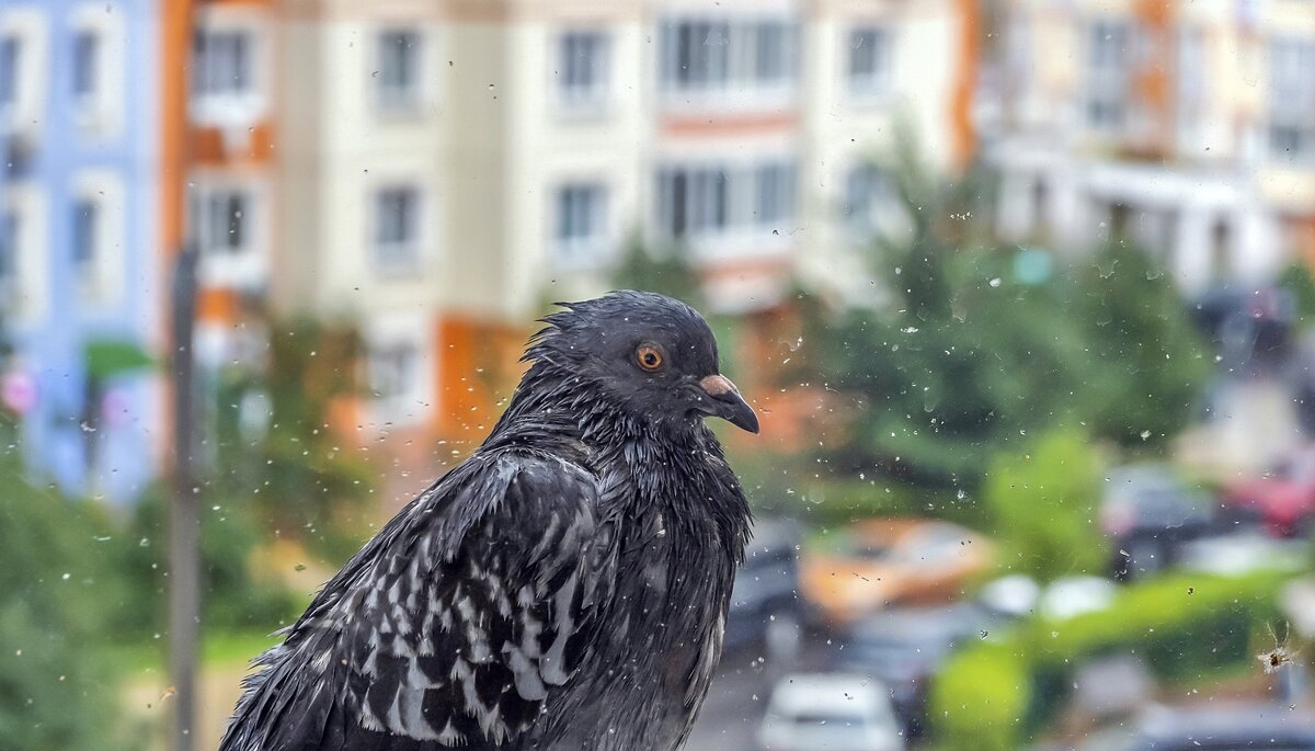 Промокший голубь - Валерий Иванович