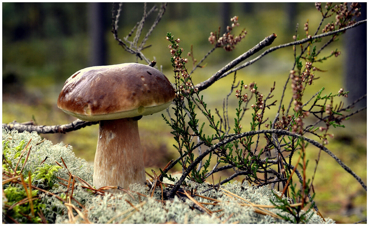 Тихая охота - Aleksandr Gal Тихая охота - Aleksandr Gal