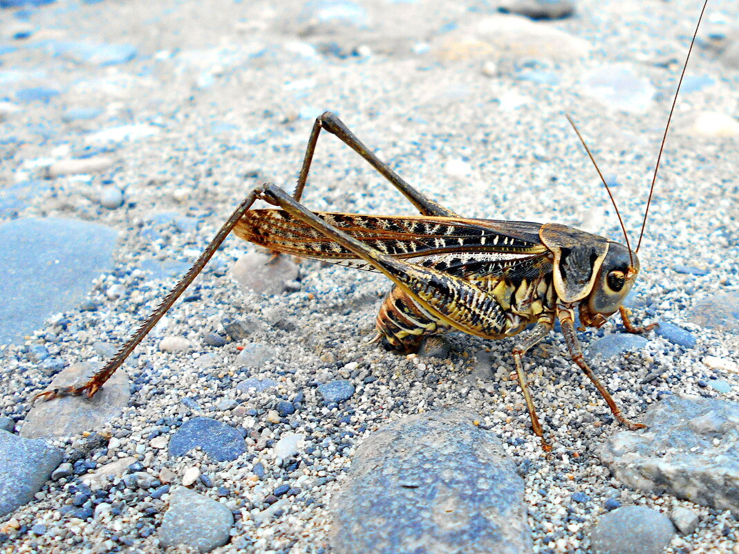 Самка кузнечика откладывает яйца - Константин Штарк