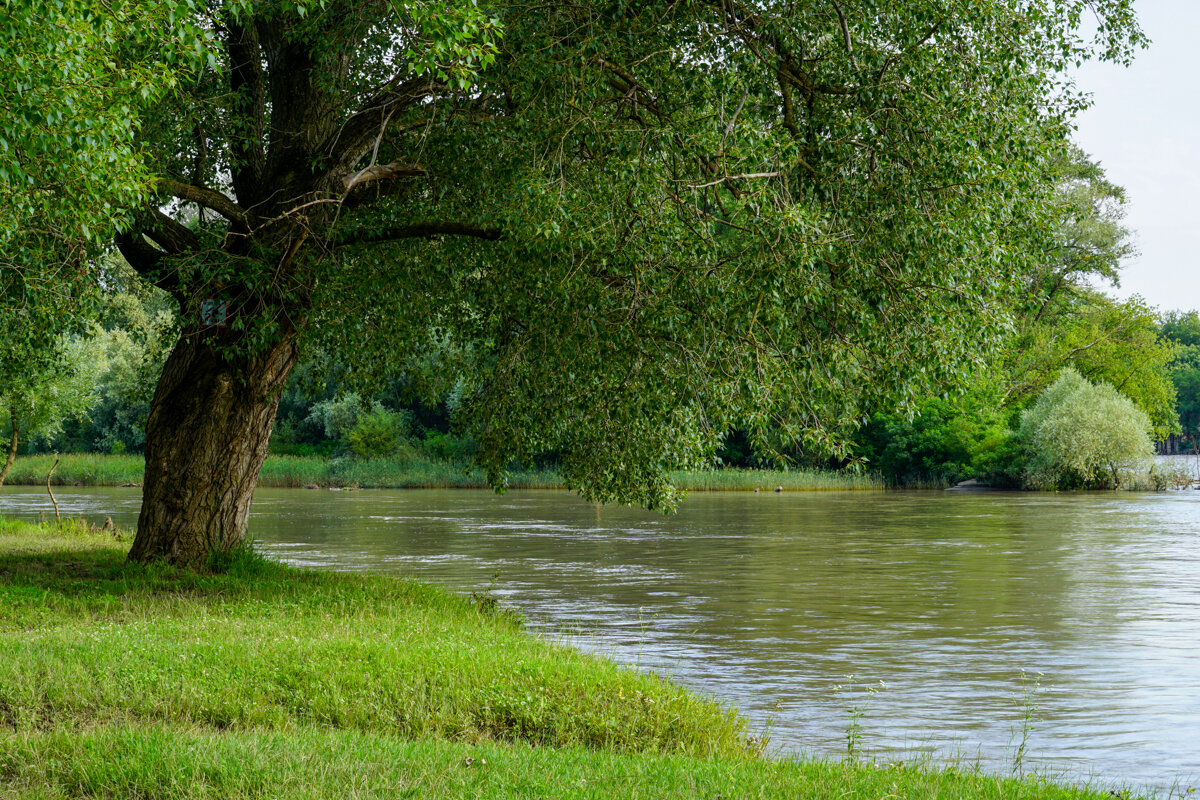 Река Кубань - Игорь Сикорский