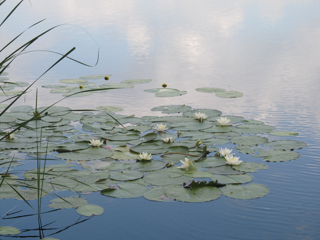 Усманка - Елена Шаламова