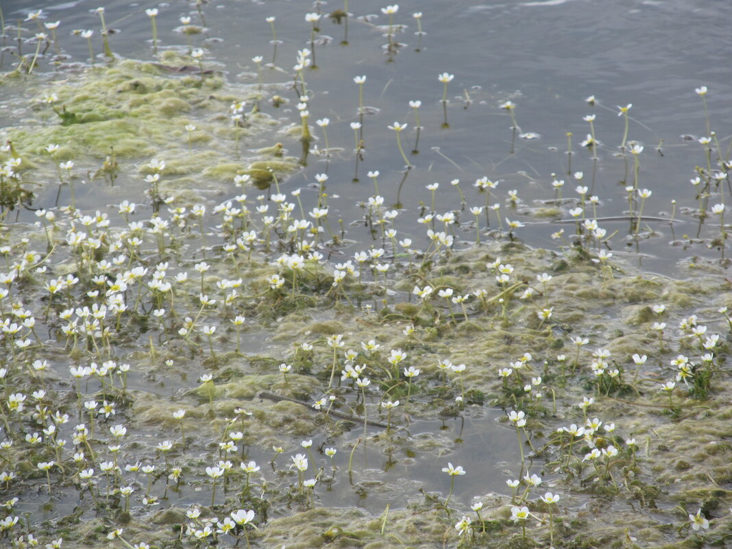 Водяной лютик Усманка - Елена Шаламова Водяной лютик Усманка - Елена Шаламова