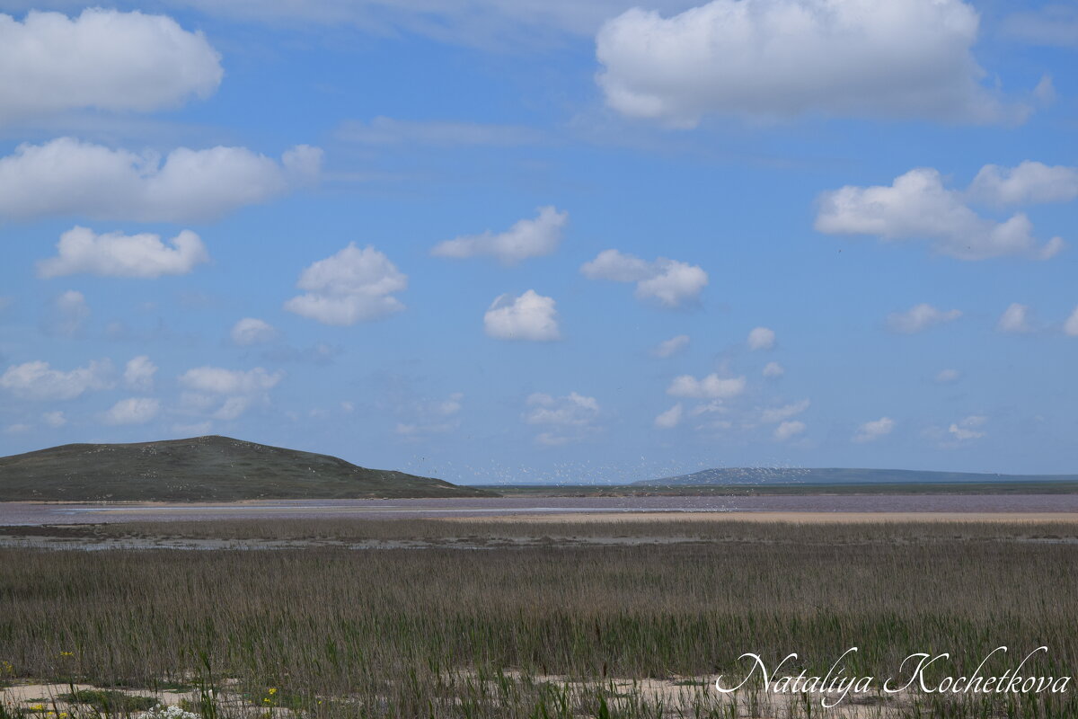 Природа Крыма - Amazing Cosmea