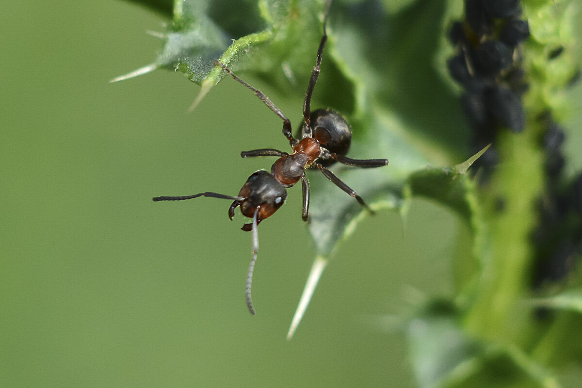 Сторож - Геннадий Супрун