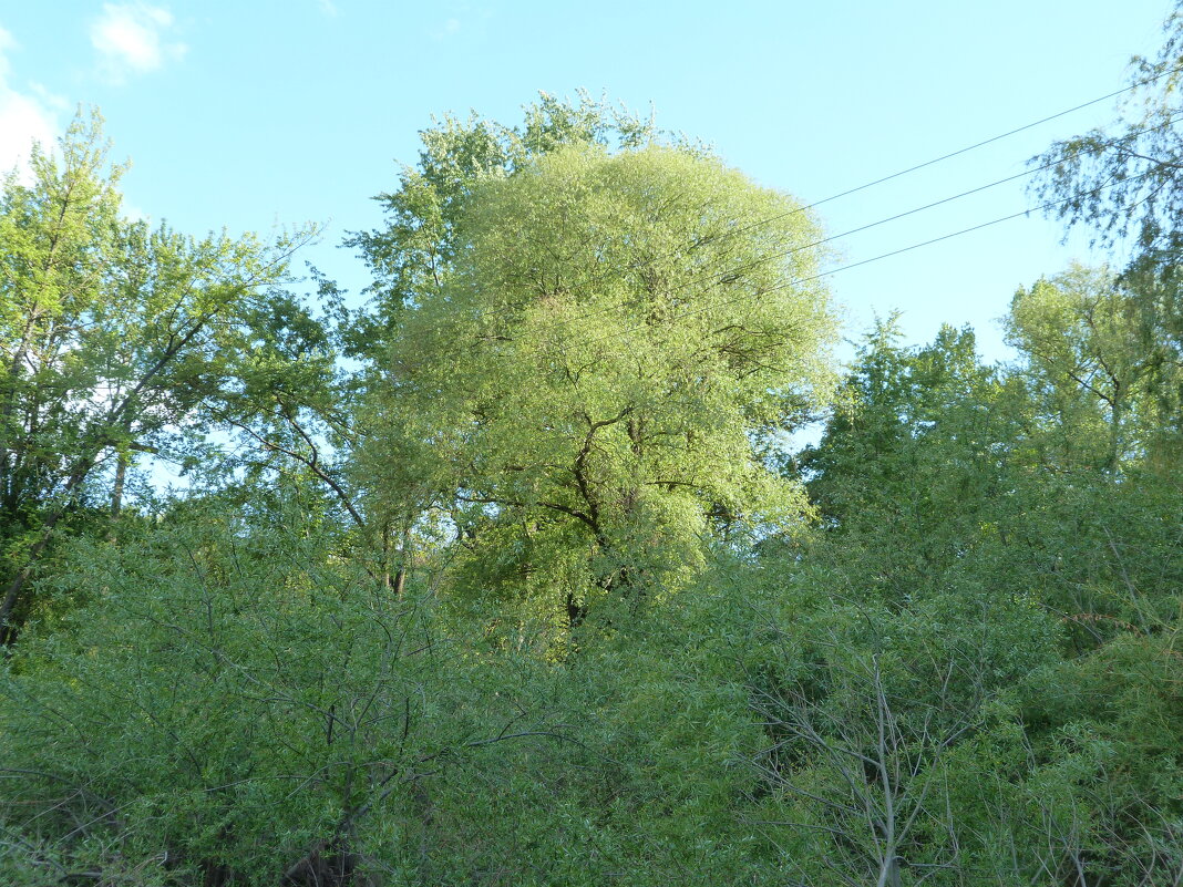 Природа Крыма - Валентин Семчишин