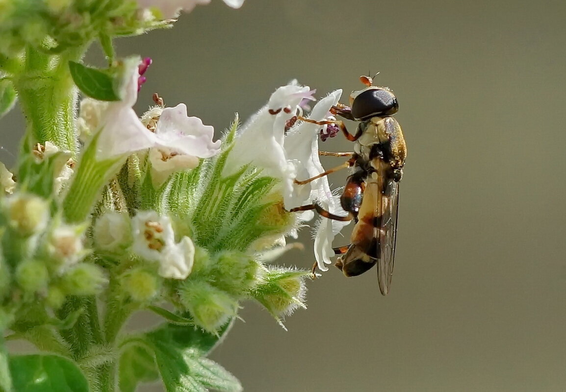 Макро мир вокруг нас... - Николай Саржанов