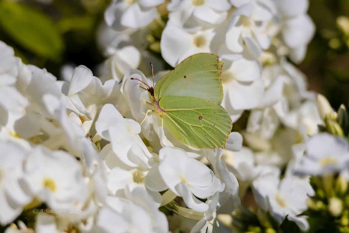 Бабочка лимонница на флоксе - Александр Синдерёв