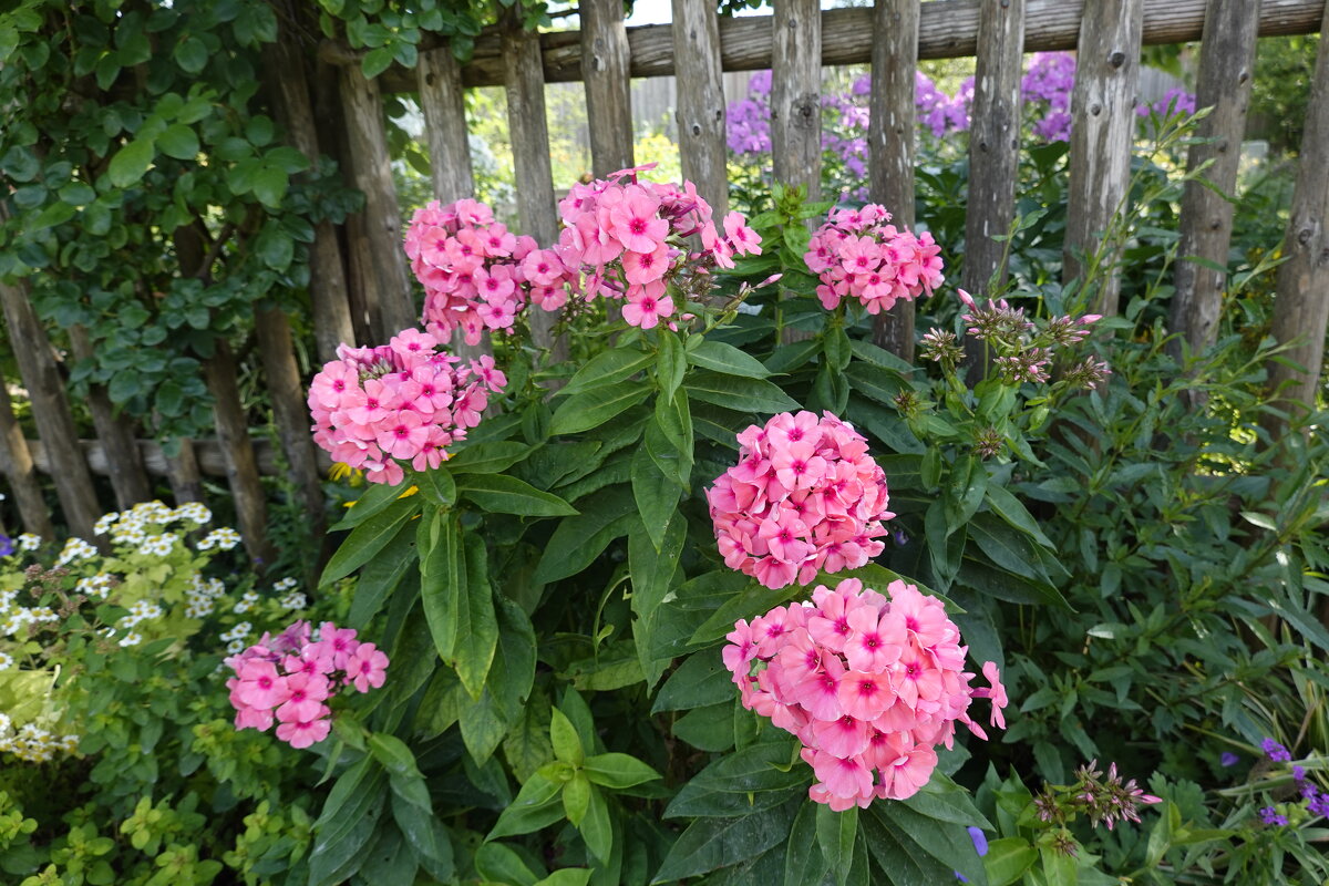 ... - Галина ... - Галина