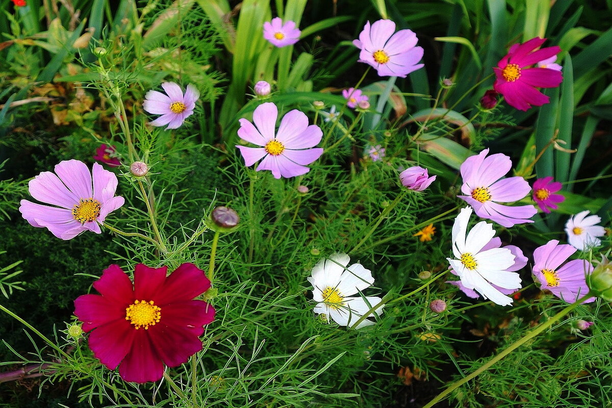 Космея - Рита Симонова