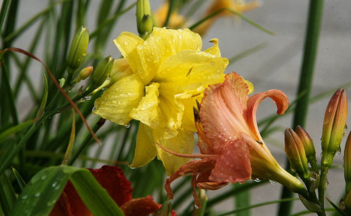 *** - Владимир Безбородов