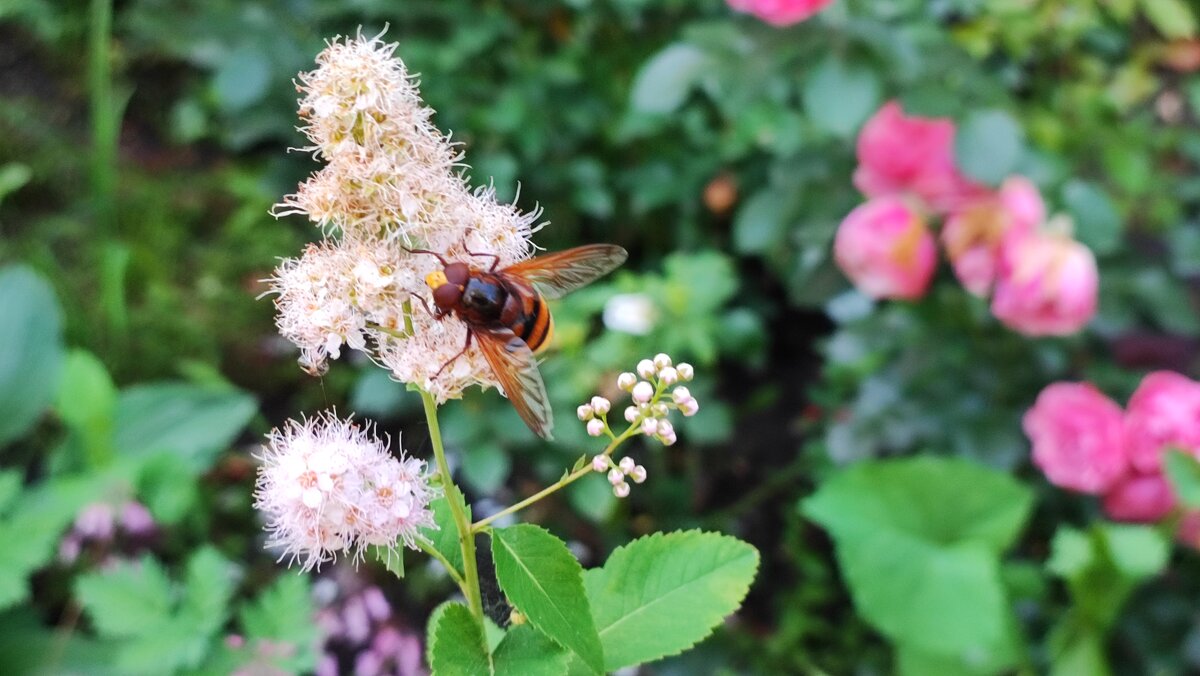 ,,, - Сергей Тимоновский