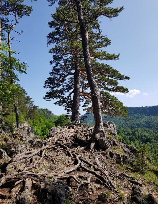 ЛАГОНАКИ - Tata Wolf