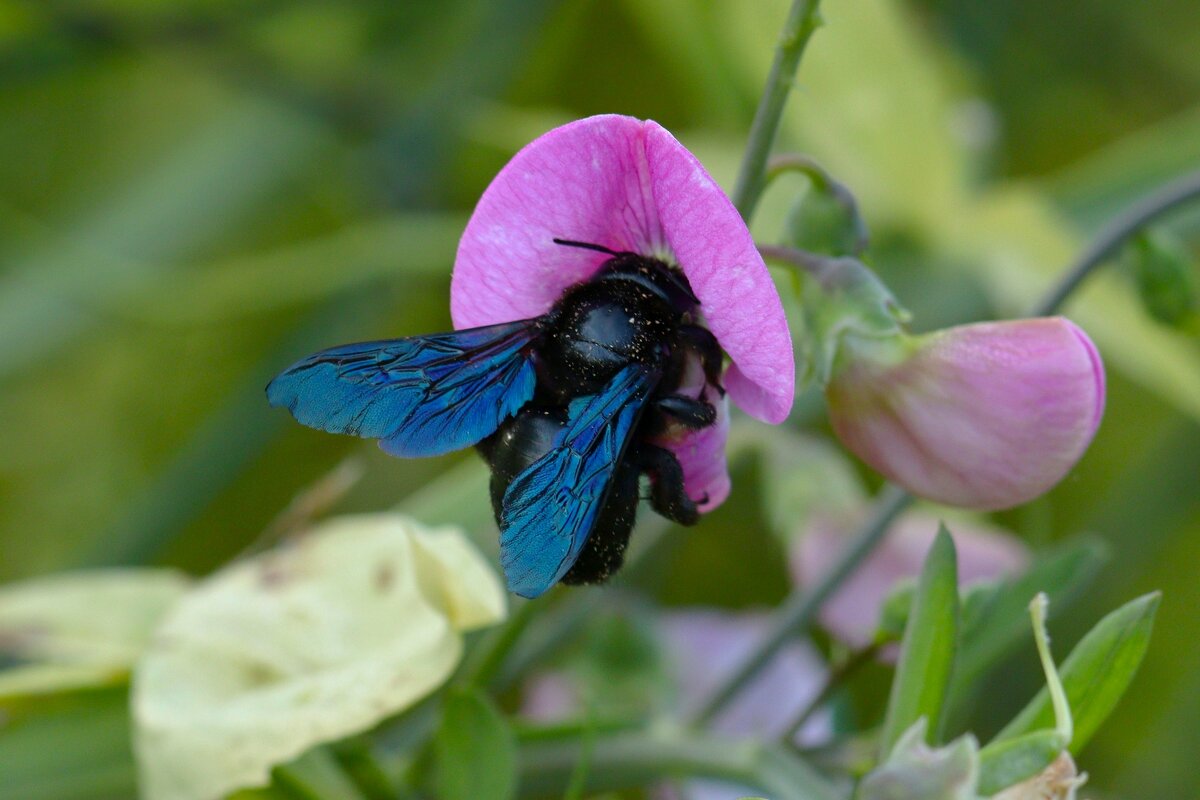 Пчела плотник - Юрий. Шмаков