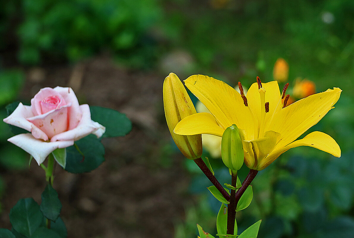 Две красотки - Светлана 