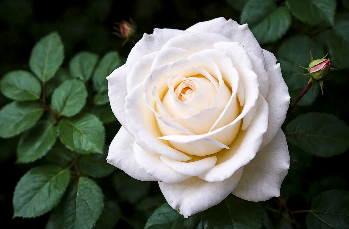 Белая роза - Aleksey Afonin