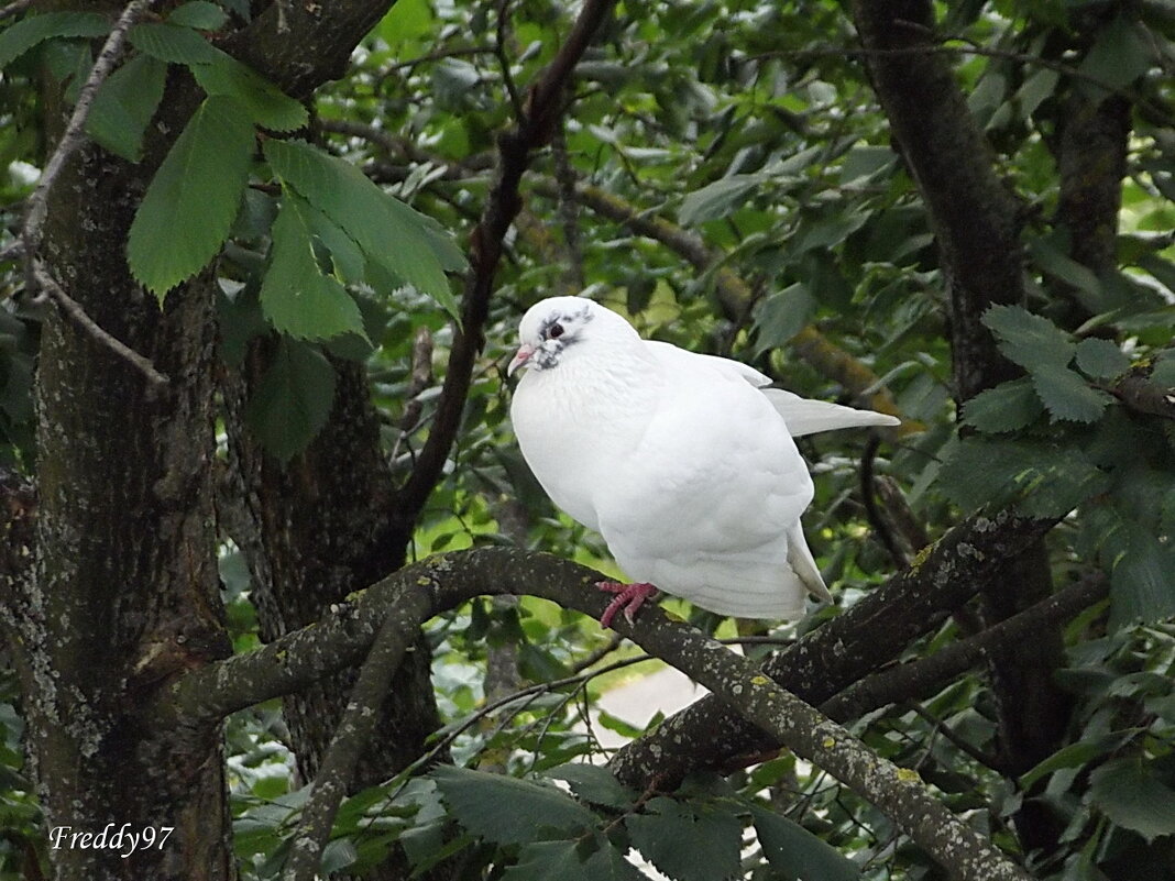 Голубка - Freddy 97