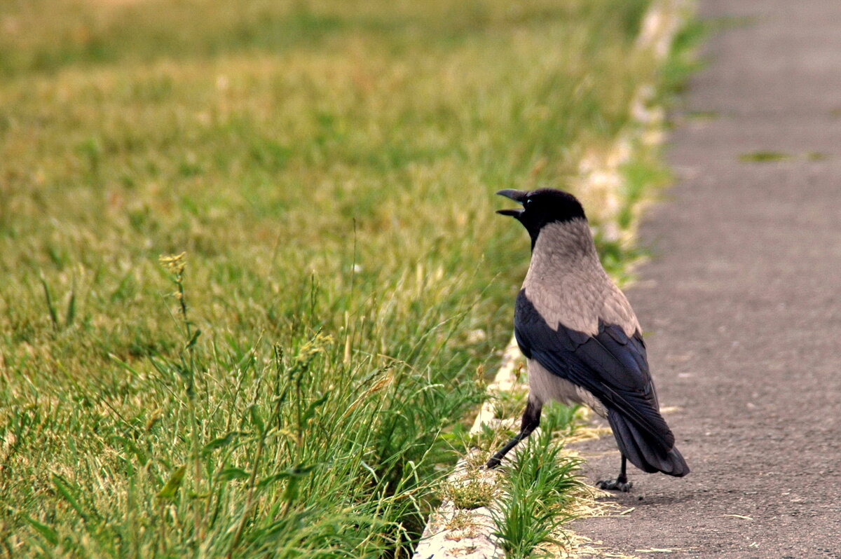 Кто в городе хозяин?... - Я! - Елена Пономарева