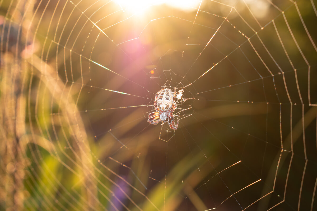 Солнечный паучок - Дарья Меркулова