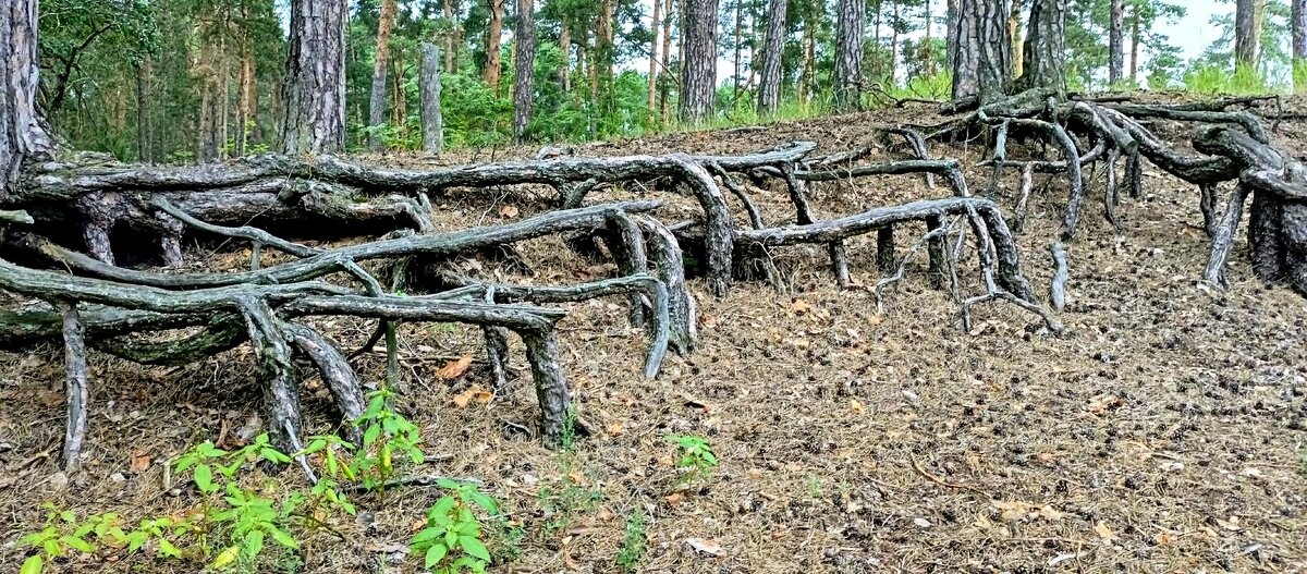 Корни - Михаил Столяров