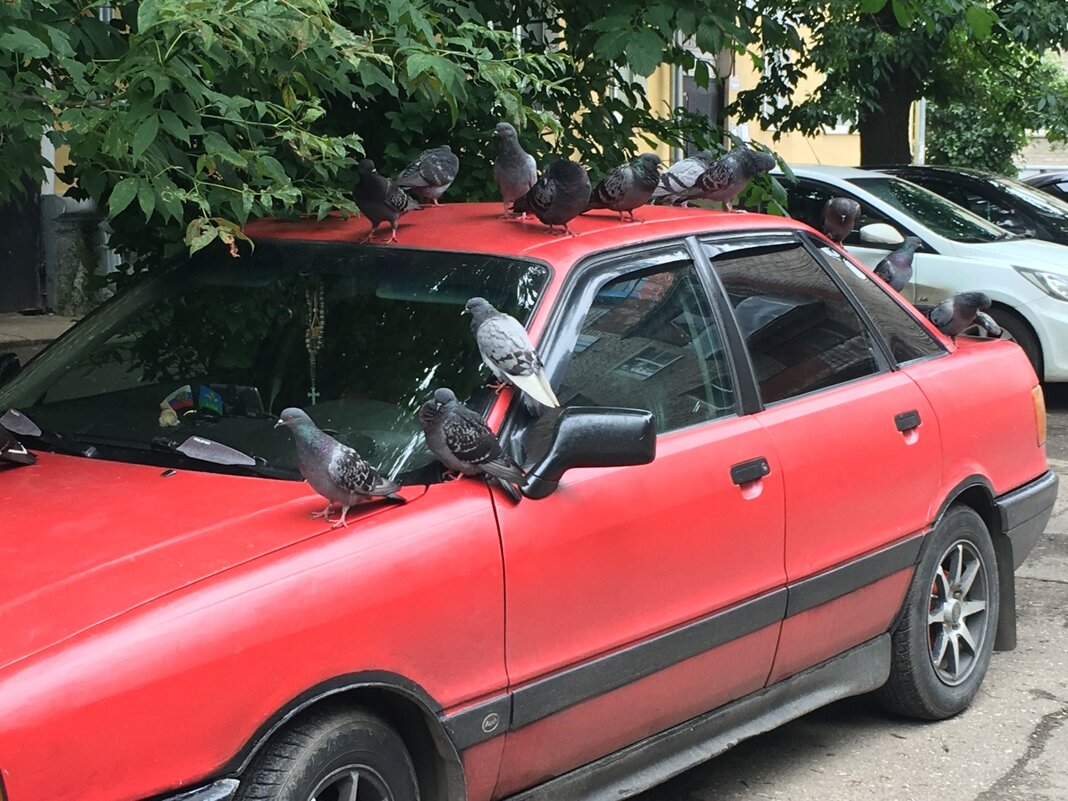 Авто и голуби... - Владимир Павлов