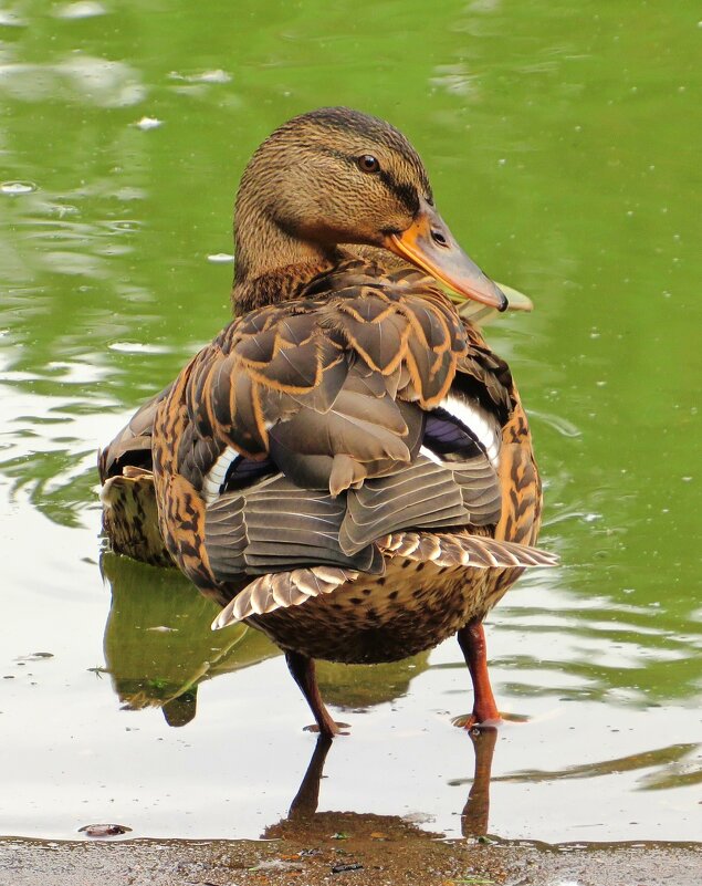 Подросший утёнок - Андрей Снегерёв