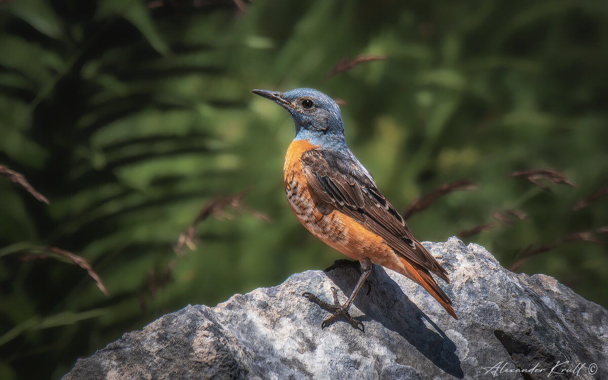 Красавец мужчина - Александр К.
