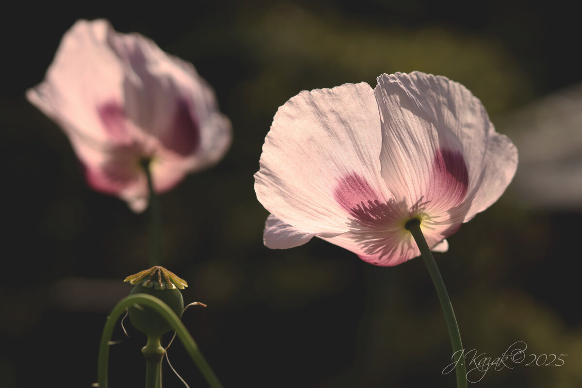 *** - Елена Kазак (selena1965)