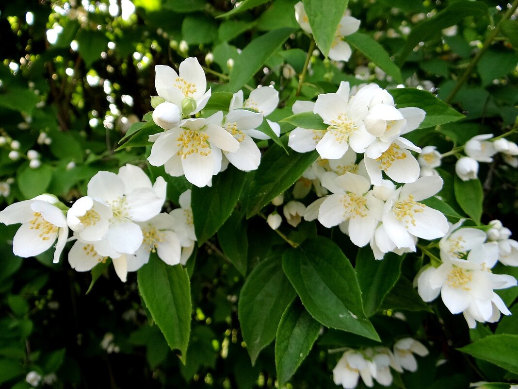 Летнее цветение - Антонина Гугаева